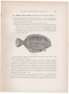 FLATFISH